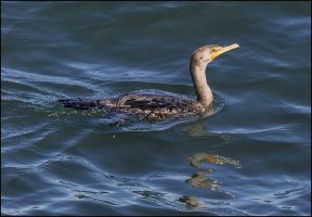 Double-crested Cormorant.jpg
