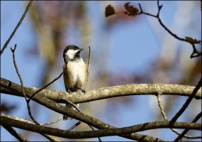 Chestnut-backed chickadee.jpg