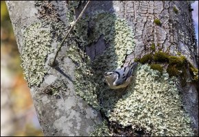 White-breasted Nuthatch.jpg