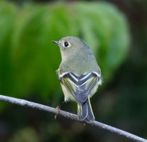 6L8A6125-DxO_Ruby-crowned_kinglet.jpg