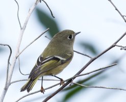 6L8A6136-DxO_Ruby-crowned_kinglet.jpg