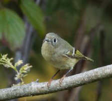 6L8A6115-DxO_Ruby_crowned_kinglet-0.7-ls-topaz-sharpen.jpeg