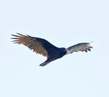 6L8A6154-DxO_turkey_vulture+3sh.jpg