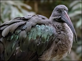 Hadada ibis.jpg