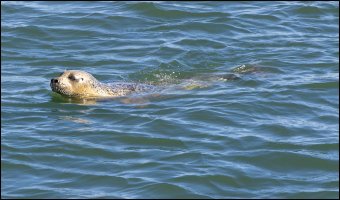Harbor Seal.jpg