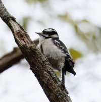 3R3A2176-DxO_Downy_Woodpecker.jpg