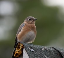 6L8A6404-DxO_Eastern_Bluebird.jpg