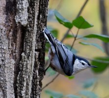 6L8A6580-DxO_whitebreasted_Nuthatch.jpg