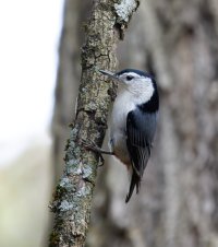 6L8A6590-DxO_whitebreasted_Nuthatch.jpg