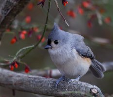 6L8A6695-DxO_tufted_Titmouse.jpg