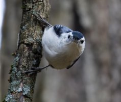 6L8A6594-DxO_whitebreasted_Nuthatch.jpg