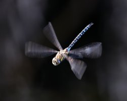6L8A6845-DxO_Migrant_Hawker_hover_slow-lsm_red.jpeg