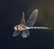 6L8A6891-DxO_Migrant_Hawker_hover.jpg