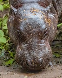 Hippo.jpg