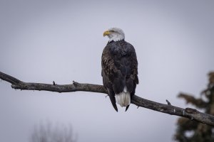 Bald Eagle-2.jpg