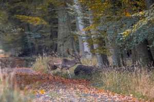 Damhirsch Kopie.jpeg