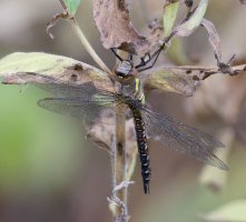 Migrant_Hawker_focus_stack.jpg