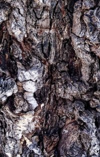 _36A6934_DxO copy-topaz.jpg