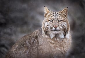 Adult Female Bobcat NH2 2021.jpg Adult Female Bobcat NH2 2021.jpg
