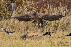 Golden Eagle 2 (1 of 1).jpeg