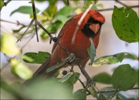 Cardinal.jpg