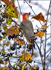 Red-bellied Woodpecker.jpg
