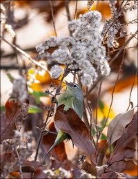 Orange-crowned warbler.jpg