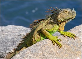 Green Iguana.jpg