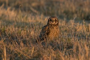 Short-eared Owl (adult-fall) 2024-100.jpg