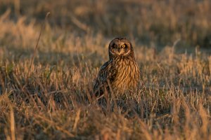 Short-eared Owl (adult-fall) 2024-103.jpg