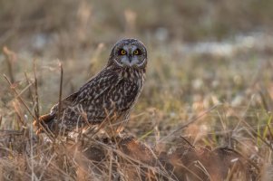 Short-eared Owl (adult-fall) 2024-101.jpg