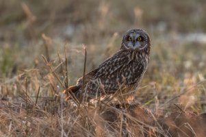 Short-eared Owl (adult-fall) 2024-104.jpg