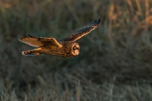 Short-eared Owl (adult-fall) 2024-102.jpg