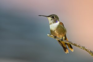 Bahama Woodstar (male-hatch year) 2024-100.jpg