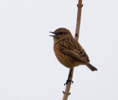 6L8A7632-DxO_Female_Stonechat-ls-3.3x.jpeg