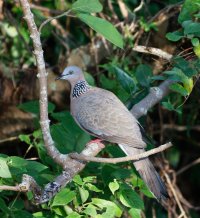 6L8A7939-DxO_spotted_dove.jpg