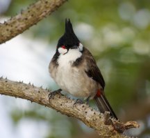6L8A7987-DxO_red_vented_bulbul.jpg