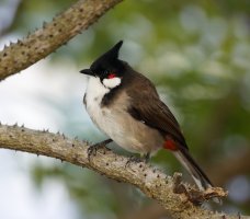 6L8A8005-DxO_red_vented_bulbul.jpg
