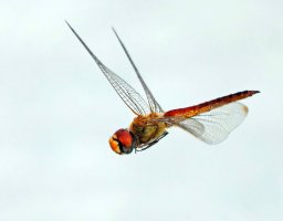 6L8A7860-DxO_wandering_glider_dragonfly-lssshaut.jpg