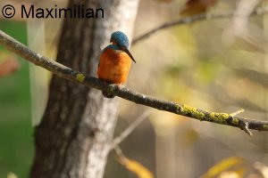 kingfisher_2024_07.JPG