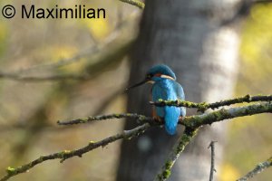 kingfisher_2024_08.JPG