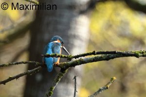 kingfisher_2024_09.JPG