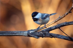 Small-0433.jpg Small-0433.jpg