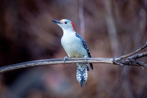 Small-0591.jpg Small-0591.jpg