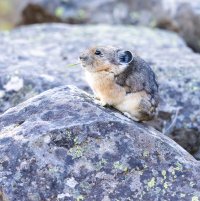 pika-eating-grass.jpeg