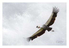 crownedcrane.jpg