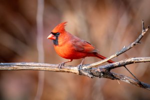 0M3A0957-Enhanced-NR.jpg 0M3A0957-Enhanced-NR.jpg