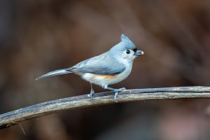 0M3A1368-Enhanced-NR-1.jpg 0M3A1368-Enhanced-NR-1.jpg