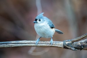 0M3A1275-Enhanced-NR.jpg 0M3A1275-Enhanced-NR.jpg