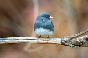 0M3A1308.jpg 0M3A1308.jpg